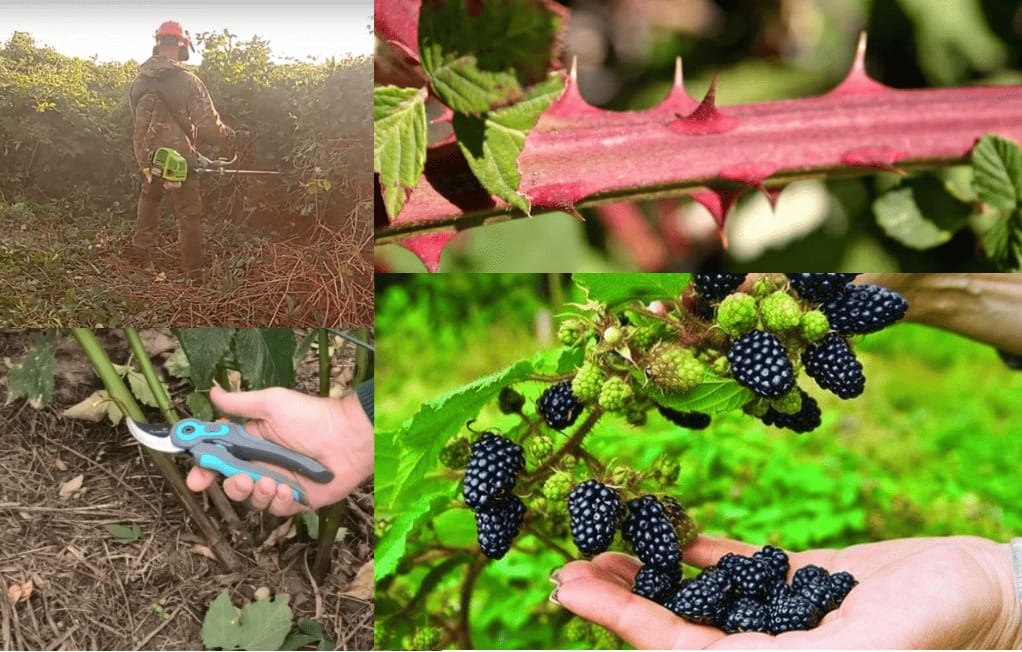 Brombeeren im Herbst entfernen: Die besten Tipps für einen gepflegten Garten