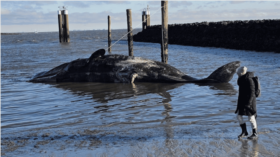 Ein toter Pottwal vor Sylt könnte explodieren. Forscher warnen vor gefährlichen Verwesungsgasen. Warum der Wal gestrandet ist und was nun passiert.