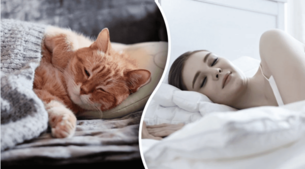 Träume von Katzen deuten oft auf Intuition, verborgene Gefühle und weibliche Energie hin. Erfahre, was verschiedene Katzenträume über dein Inneres verraten können.