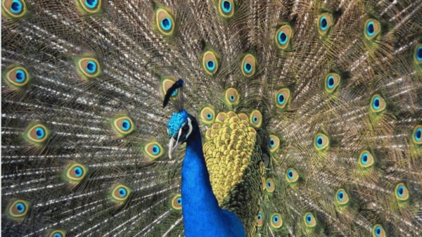 Entdecken Sie die Pfaueninsel in Berlin: Ein Ort preußischer Geschichte, romantischer Natur und majestätischer Pfauen – mit Infos zur Anreise, Eintritt & Besuchsplanung.