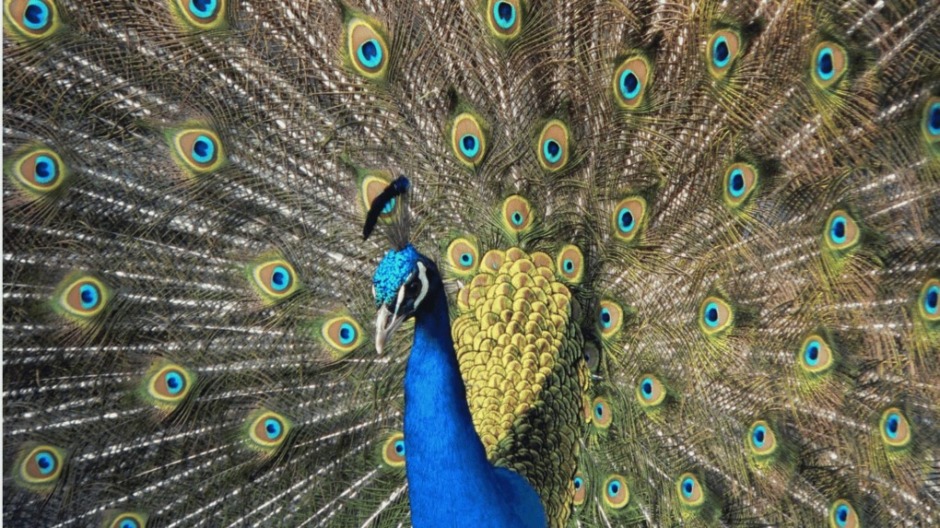 Entdecken Sie die Pfaueninsel in Berlin: Ein Ort preußischer Geschichte, romantischer Natur und majestätischer Pfauen – mit Infos zur Anreise, Eintritt & Besuchsplanung.