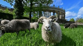 Seit April grasen über 100 Guteschafe im Park Sanssouci. Sie pflegen die historischen Wiesen sanft, fördern Artenvielfalt und ersetzen schwere Maschinen.