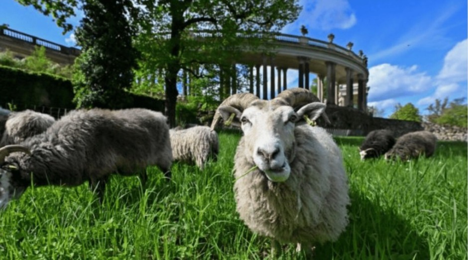 Seit April grasen über 100 Guteschafe im Park Sanssouci. Sie pflegen die historischen Wiesen sanft, fördern Artenvielfalt und ersetzen schwere Maschinen.