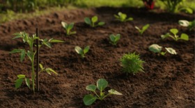 Was pflanzt man im April und Mai im Garten in Berlin-Brandenburg? Entdecke den kompletten Pflanzkalender, Tipps vom Gärtner & 12 Top-Gartencenter mit Öffnungszeiten.