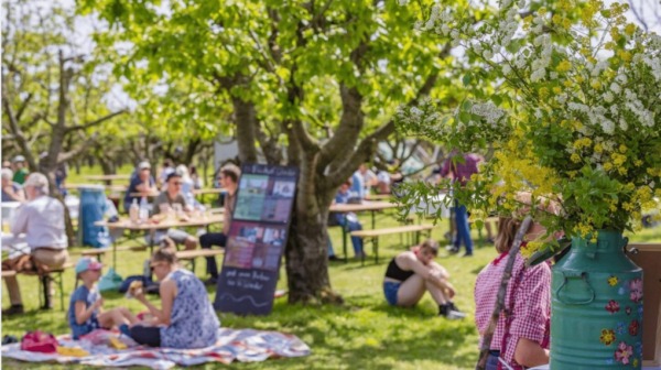Heute startet das 146. Baumblütenfest in Werder. Besucher genießen Obstwein und Livemusik. Renewz berichtet über die neue verkürzte und friedliche Festversion.