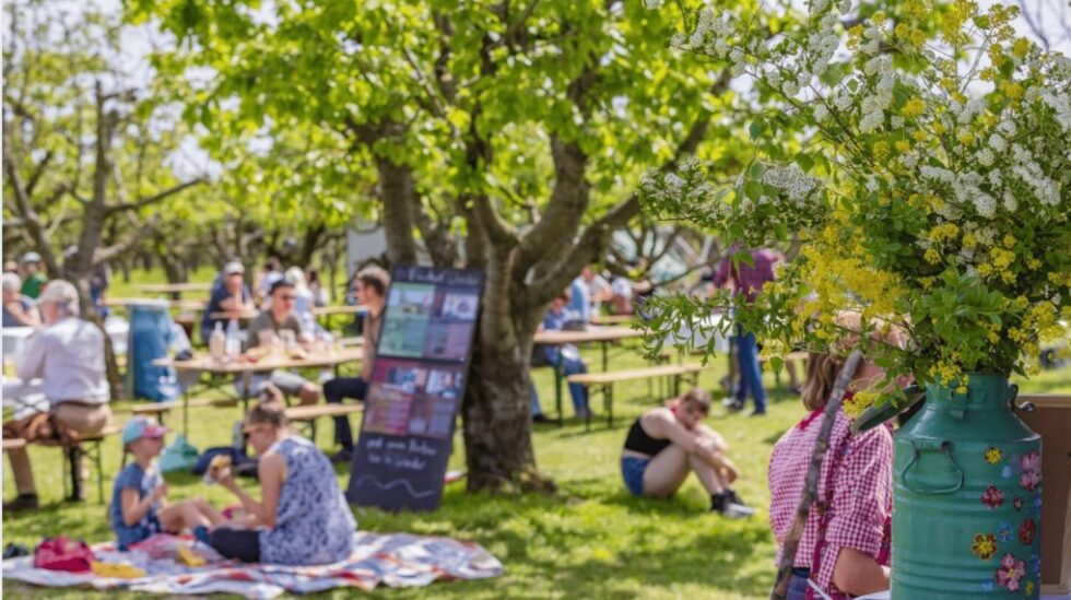Heute startet das 146. Baumblütenfest in Werder. Besucher genießen Obstwein und Livemusik. Renewz berichtet über die neue verkürzte und friedliche Festversion.