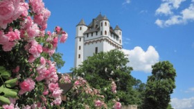Eltville am Rhein – Rosenstadt, Weingenuss und Rheinromantik nur 44 km von Frankfurt. Burg, Promenade, Weingüter und Gutenberg hautnah erleben.