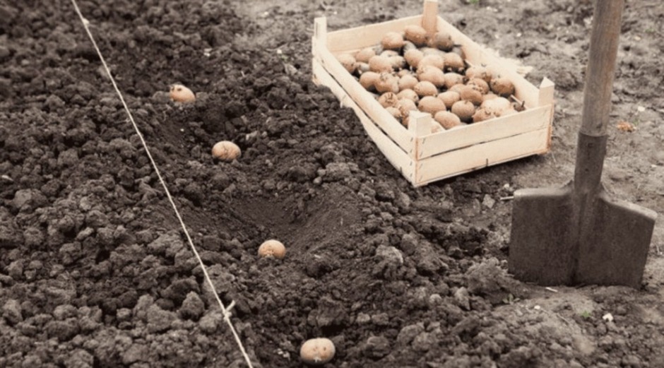 Kartoffeln im April pflanzen: Erfahre, wann der Boden warm genug ist, wie du richtig vorkeimst, den Boden vorbereitest und Knollen optimal setzt. Für eine reiche Ernte im Sommer!