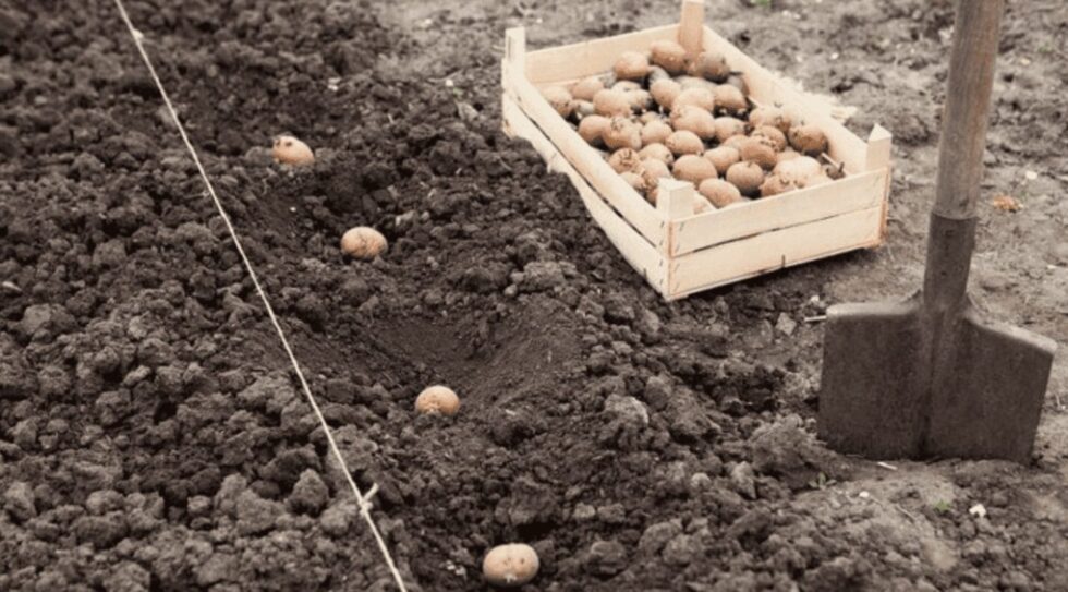 Kartoffeln im April pflanzen: Erfahre, wann der Boden warm genug ist, wie du richtig vorkeimst, den Boden vorbereitest und Knollen optimal setzt. Für eine reiche Ernte im Sommer!