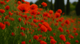 Der Mohn: Symbol für Erinnerung, Frieden & Vergänglichkeit. Entdecke seine Geschichte, Energie, gesundheitliche Wirkung und Bedeutung in Kunst & Raum.