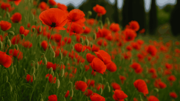 Der Mohn: Symbol für Erinnerung, Frieden & Vergänglichkeit. Entdecke seine Geschichte, Energie, gesundheitliche Wirkung und Bedeutung in Kunst & Raum.