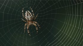 Was bedeutet es, von einer Spinne zu träumen? Traumdeutung für schwarze Spinnen, viele Spinnen, islamische Symbole und psychologische Interpretationen.