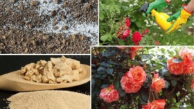 Rosen im Frühling richtig düngen: Zeitpunkt, Nährstoffe, natürliche Alternativen und Schritt-für-Schritt-Anleitung für gesundes Wachstum und Blütenfülle.