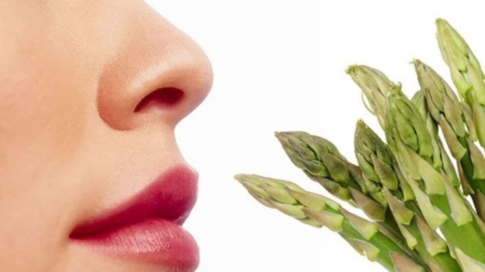 Spargel sorgt bei vielen für unangenehmen Uringeruch – doch warum nur bei manchen? Die Antwort liegt in Schwefelverbindungen, Genetik und Stoffwechselprozessen.