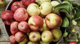 Ist ein Apfel pro Tag wirklich gesund? Studien zeigen: Äpfel senken Blutdruck, stärken Herz und Darm – besonders mit Schale und in richtiger Sorte.