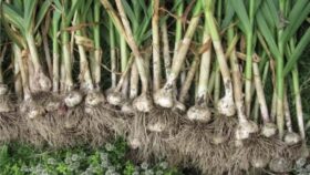 Wann sollte man 2025 Knoblauch ernten? Mit dem Mondkalender finden Sie die besten Tage für Qualität, Lagerung und Aroma. Alles zu Phasen, Tipps & Lagerung.