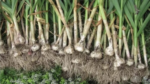 Wann sollte man 2025 Knoblauch ernten? Mit dem Mondkalender finden Sie die besten Tage für Qualität, Lagerung und Aroma. Alles zu Phasen, Tipps & Lagerung.
