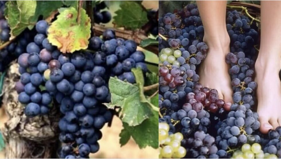 Von der Pfalz bis nach Portugal: Die schönsten Traubenstampfen-Feste 2025 in Deutschland & Europa – mit Terminen, Preisen und Tipps zum Mitmachen.