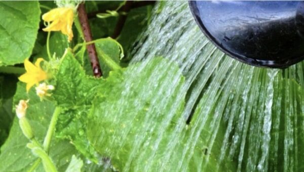 So vermeiden Sie Ernteverluste: Wie man Gurken in deutschen Gärten im Sommer optimal gießt – von Wasserqualität bis Tageszeit. Praktische Tipps für Gartenfreunde.