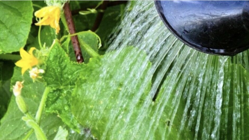 So vermeiden Sie Ernteverluste: Wie man Gurken in deutschen Gärten im Sommer optimal gießt – von Wasserqualität bis Tageszeit. Praktische Tipps für Gartenfreunde.
