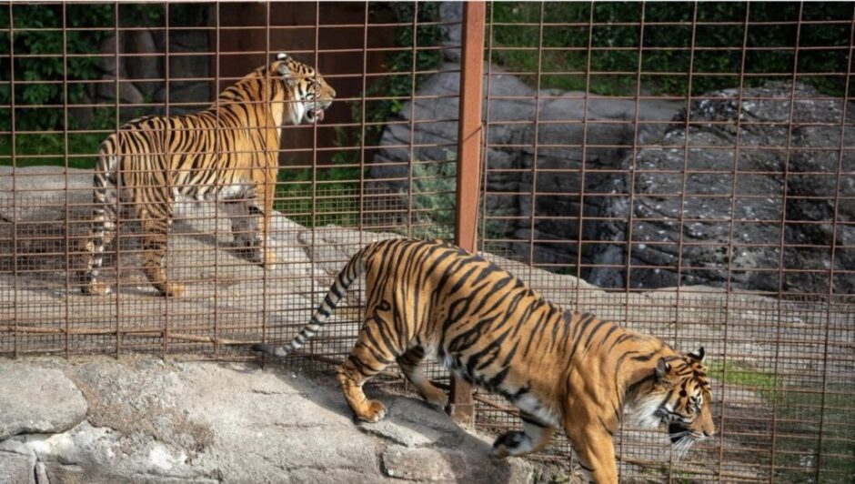Dänischer Zoo bittet um Spenden unerwünschter Haustiere wie Kaninchen oder Hühner – sie dienen als Futter für Raubtiere wie Tiger und Luchse.