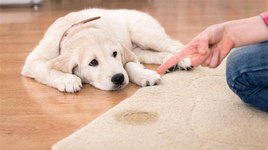 Tiergeruch entfernen leicht gemacht: Tipps, Hausmittel, Enzymreiniger und Profi-Methoden für ein frisches Zuhause trotz Hund oder Katze.