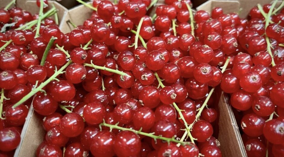 Neue Studien 2025 belegen: Rote Johannisbeeren lindern Entzündungen, fördern die Verdauung und stärken das Immunsystem. Was Sie jetzt wissen müssen.