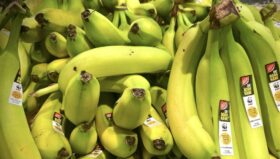 Warum eine Banane pro Tag gut für Verdauung, Stoffwechsel, Sättigung und Energie ist. Vorteile, Tipps und Wirkung einfach erklärt – wissenschaftlich fundiert.