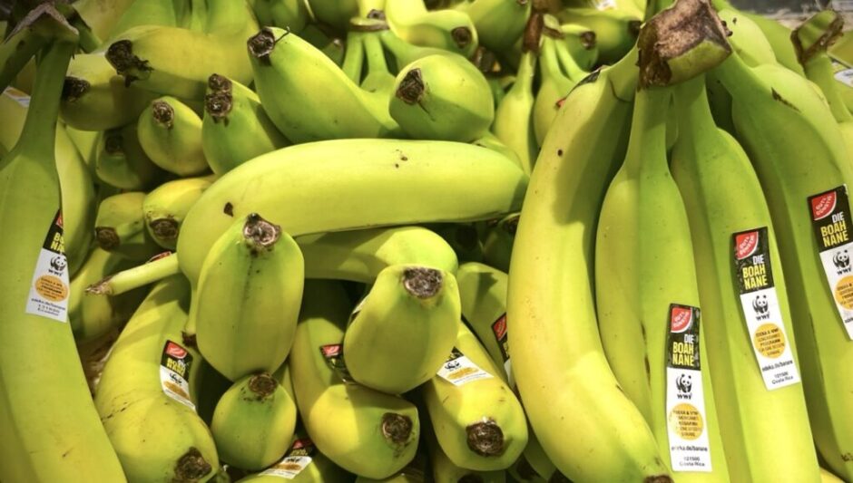 Warum eine Banane pro Tag gut für Verdauung, Stoffwechsel, Sättigung und Energie ist. Vorteile, Tipps und Wirkung einfach erklärt – wissenschaftlich fundiert.