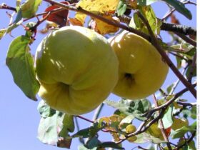 Quitte: Warum ist sie so gesund, wie viele Kalorien hat sie und welche Vorteile bringt sie für Herz, Verdauung und Immunsystem?