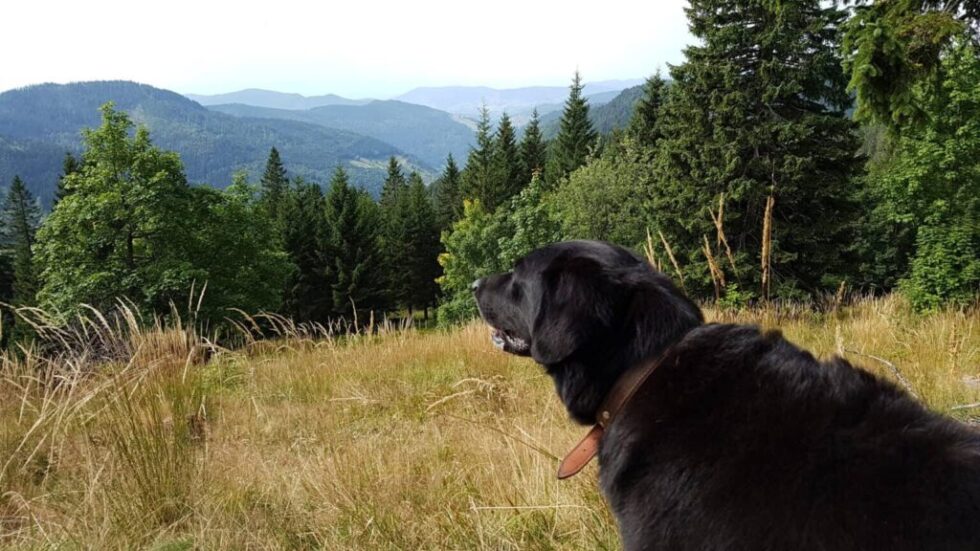 Schwarzwald mit Hund: Hundefreundliche Hotels und Ausflugsziele