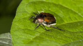 Japankäfer erstmals in Hessen entdeckt: Gefahr für Landwirtschaft und Gärten wächst