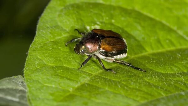 Japankäfer erstmals in Hessen entdeckt: Gefahr für Landwirtschaft und Gärten wächst