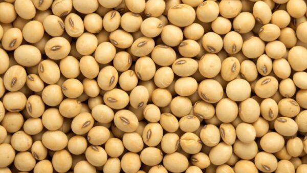 Soja Superfood: Eiweiß, Aminosäuren, Muskelaufbau und Gesundheit. Tipps, Produkte, Studien und Vorteile von Soja für Sportler und Senioren.