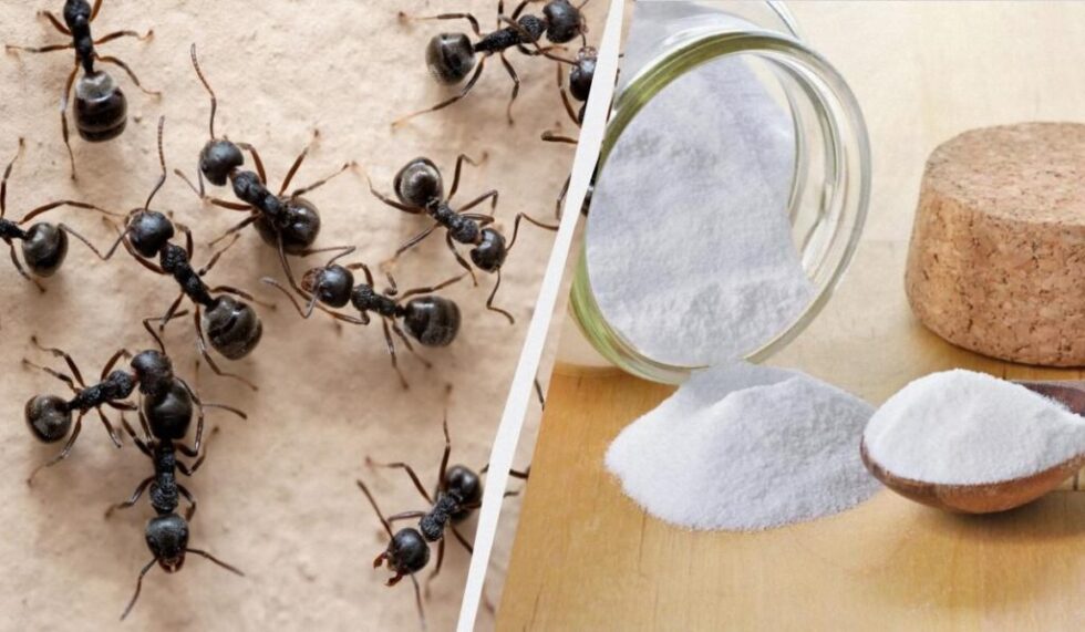 Ameisen im Haus bekämpfen: effektive Tipps, Hausmittel und professionelle Methoden gegen Ameisen in Küche und Wohnung. Lösungen, Preise und Prävention im Überblick.