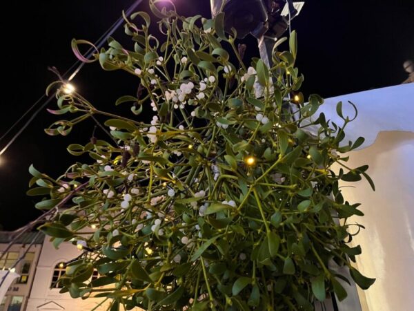 Was bedeutet der Kuss unter dem Mistelzweig? Herkunft, Symbolik und Weihnachtsbrauch erklärt – warum die Mistel Liebe, Schutz und Glück symbolisiert.