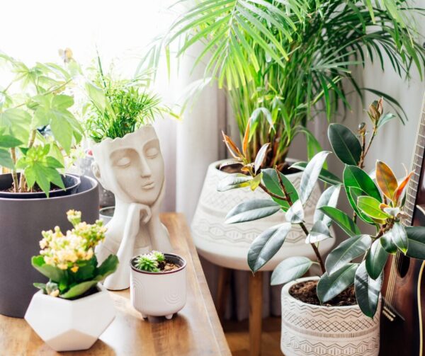 Biophiles Design ist der Trend 2026. Erfahren Sie, wie Sie mit Zimmerpflanzen, Moos und sanftem Licht den Wintergarten ins Wohnzimmer integrieren. Fakt: Natur senkt Stress (Studie 2024).